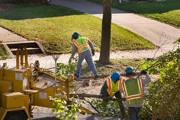 Professional  Tree Services in Marietta, PA